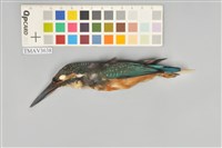 藏品(翠鳥)的圖片